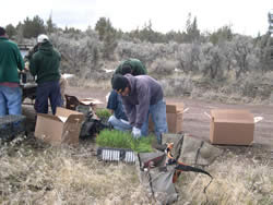 young men planting native basin wild rye on the Crooked River National Grassland.