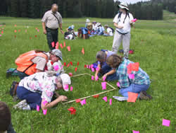 Forest Service botanists conducting Botrychium (moonwort) surveys.