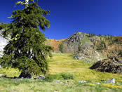 High elevation meadow system in the Trinity Alps.