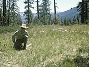 A Forest Service employee kneeling at the edge of a dry meadow, which is displaying a variety of wildflowers and grasses.