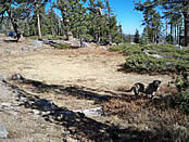 A dry meadow abutting shrublands and Jeffrey pine on a shallow-soiled ridgetop.