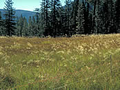 A southern Klamath Range moist meadow in summer.