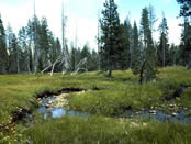 Wet meadow with lodgepole pine.