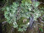 Lobaria oregana