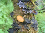 Nephroma resupinatum with Peltigera collina