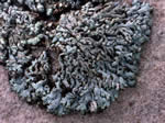 Physcia caesia