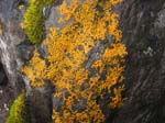 Xanthoria candelaria