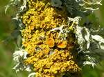 Xanthoria parietina