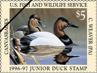 Junior Duck Stamp