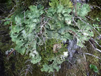Lobaria oregana with L. pulmonaria growing in the middle.