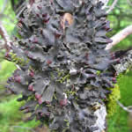 Peltigera collina, dog-pelt lichen.
