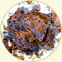 Close-up Umbilicaria phaea, rock tripe.