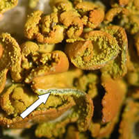 Close-up Xanthomendoza mendozae with an arrow pointing to the green algal layer beneath the orange cortex.