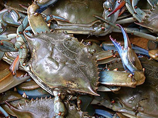 Bay Blue Crab Population Increases Significantly