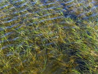 Underwater Bay Grasses Increase in 2008