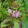 Bumblebee entering the bottle gentian flower.