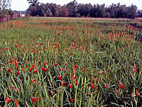 Field of copper irises.