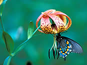 A butterfly on a Turk's cap lily.