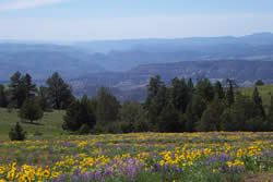 Landscape picture: open meadows with yellow flowers in the foreground, conifer forest in the mid-ground, and sparsely forested hills in the background.