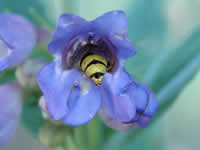 bee entering a flower.