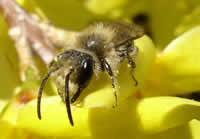 bee laden with pollen on a flower.