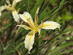 Hartweg’s Iris, Iris hartwegii.