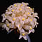 Hemitomes congestum flower.