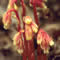 Monotropa hypopitys flower