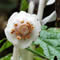Monotropa uniflora flower