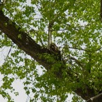 Bird sitting in a branch of a tree