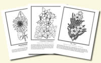 Color Wildflowers Pages