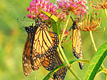 Monarch butterfly on swamp milkweed.