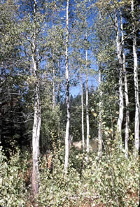 aspen grove.