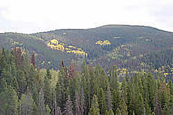 aspen groves changing to their yellow fall colors mixed with pine and spruce forest, many of whose trees are brown, killed by the mountain pine beetle.