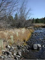 seedlings planted along a streamcourse.