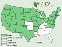 Populus tremuloides, quaking aspen Distribution by State map.