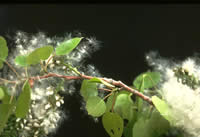 female catkins of quaking aspen.