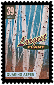 Quaking aspen postage stamp: Largest plant.
