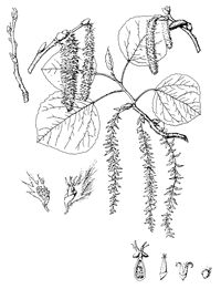 Drawing of twigs, leaves, and flowers of quaking aspen.