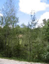 aspen trees growing along a roadside in central Mexico.