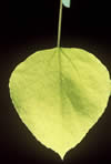 aspen leaf