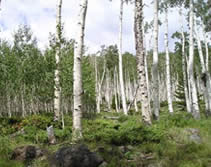 the aspens within the Pando Clone.