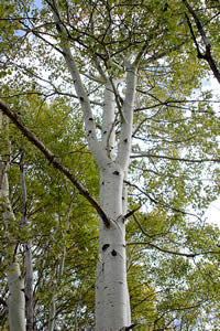 looking up through the crown of an aspen.