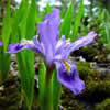 Thumbnail image of Iris lacustris.