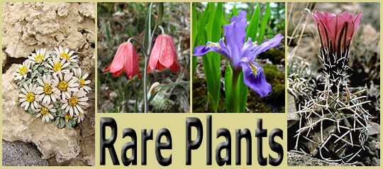 Four pictures of rare plants: Townsendia aprica, Fritillaria gentneri, Iris lacustris, and Echinocereus fendleri var. kuenzleri framing the text Rare Plants.
