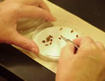 two hands, one with a tweezers, counting seeds in a petrie dish.