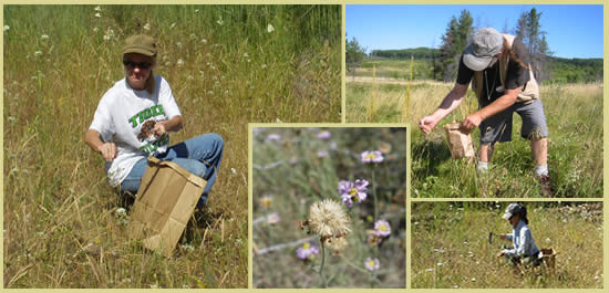 Collage of four pictures: left is a woman kneeling with a brown paper bag collecting seeds; center is a closeup of a plant seedhead; upper right is a man holding a small brown bag bending over collecting seeds; lower right is a woman walking through a meadow collecting seeds.
