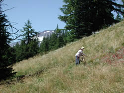 woman picking seeds from green fescue grass on a mountain slope.