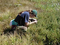 woman squatting to look at low-lying plants.