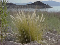 fountain grass.